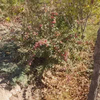 فروش فوری باغ بایک ساعت اب درخوسف|فروش دفتر صنعتی، کشاورزی، تجاری|خوسف, |دیوار