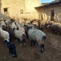 ۴۰ راس میش داشتی بره دار و آبستن سرگلون