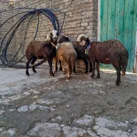 بره ماده افشار|حیوانات مزرعه|بروجرد, |دیوار