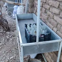 سینگ سالم مرغ فروشی