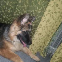 سگ ژرمن|سگ|کرج, گوهردشت|دیوار