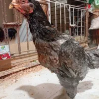 مرغ لاری طوسی جفت خاردار.نسل افغان خالص.رباط کریمم|حیوانات مزرعه|تهران, بهارستان|دیوار