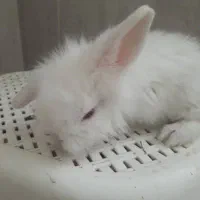 خرگوش مینی جرسی و مینی لوپ اوکراینی