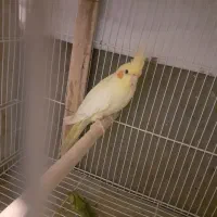 جوجه لوتینو ۳ ماهه