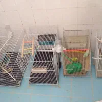 واگذاری پرنده