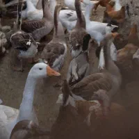 تعداد غاز و بوقلمون به فروش می رسد