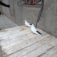 یه جفت دمبی درجه یک به شرط