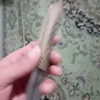 چاقو|کوهنوردی و کمپینگ|کرج, کمال‌شهر|دیوار