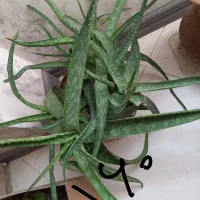 پک کاکتوس سایز ۶ و ۸ انواع گل و ساکولنت زامفولیا|گل و گیاه طبیعی|مشهد, الهیه|دیوار