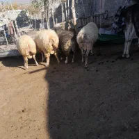 قوچ چهار دندون|حیوانات مزرعه|ارشق, |دیوار