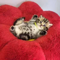 گربه بازیگوش