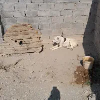 فروش سگ|سگ|کشکوئیه, |دیوار