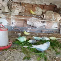 مرغ عشق رینبو..|پرنده|گرگان, |دیوار