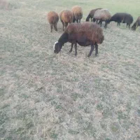 گوسفند آبستن