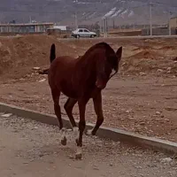 کره ماده|اسب و تجهیزات اسب‌سواری|لردگان, |دیوار