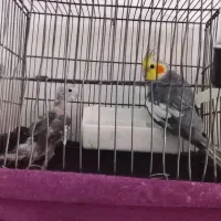 یک جفت عروس هلندی