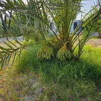 خونه باغ|فروش خانه و ویلا|چغادک, |دیوار