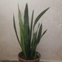 گل و گیاه|گل و گیاه طبیعی|ایوان, |دیوار