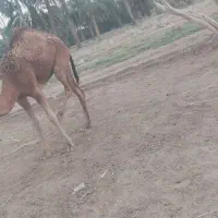 شتر ماده با بچش شیری|حیوانات مزرعه|ایرانشهر, |دیوار