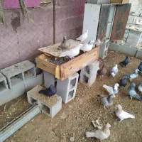 کبوتر بالاگیر|پرنده|گتوند, |دیوار