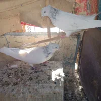 کبوتر|پرنده|بم, |دیوار