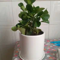 گیاه قاشقی سرحال زیبا