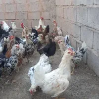 تخم‌مرغ نطفه دار گلین|حیوانات مزرعه|زرند, |دیوار