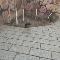 سلام سگ ژرمن ماده 5ماهه