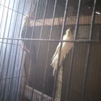 جفت عروس جفت رینبو اس|پرنده|لاهیجان, کوی استادان|دیوار