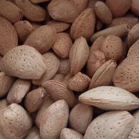 بادام امسال|خوردنی و آشامیدنی|شیراز, تندگویان|دیوار