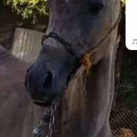 سلام کره اسب نریون اصیل نجیب سرحال