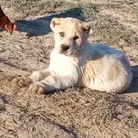 سگ الابای روسی نر و ماده نگهبان ژرمن سرابی گله ای