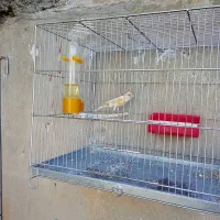 سلام عشق بازان قناری|پرنده|ایلام, |دیوار