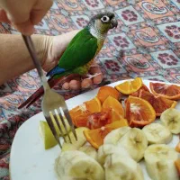 گرینچیک ، دستی