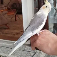 عروس هلندی سخنگو