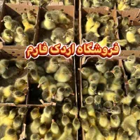 جوجه غاز محلی در فروشگاه اردک فارم