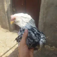 مرغ گلین با جوجه و جوجه زیر مرغی