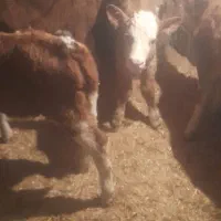 گاو شکم اول باگوساله