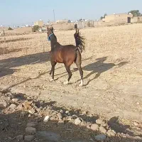 فروش اسب سر ودم گیر با اصالت شجره دار|اسب و تجهیزات اسبسواری|مرودشت, تخت جمشید|دیوار