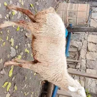 گوسفندبره دار|حیوانات مزرعه|گرگان, |دیوار