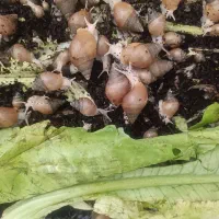 فروش حلزون طبی با خاک مخصوص