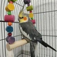 جفت عروس هلندی