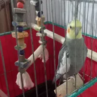 عروس هلندی نر سالم|پرنده|اراک, |دیوار