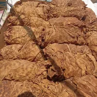 تنباکو پلنگی