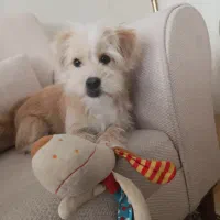 واگذاری سگ شیتزو