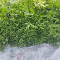نعنا تازه سمنان