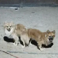 سگ پامر نر|سگ|حمیل, |دیوار