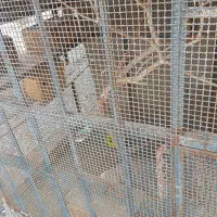 قفس|لوازم جانبی حیوانات|میناب, |دیوار