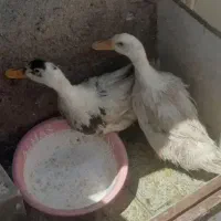 اردک محلی نر ماده
