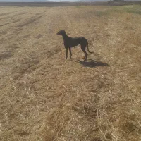 سگ تازی|سگ|قروه, |دیوار